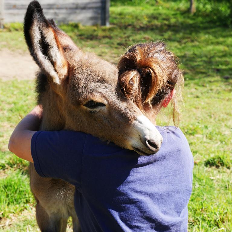 donkey tenderness